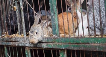 Rabbits Won't Save Venezuela from Going Hungry