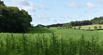 Government Goes from Banning Hemp Farming to Subsidizing It