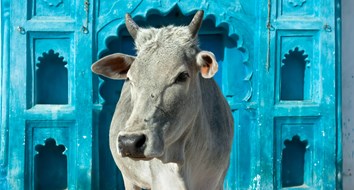 India's Cow Police Are Bad for Cows